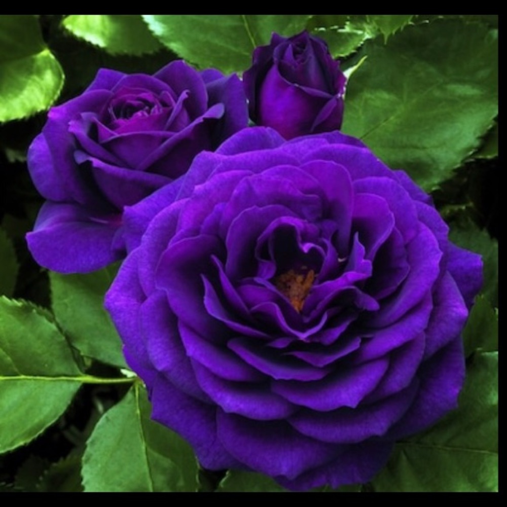 💜REE’S 💜 - Picture 4 of 16
